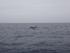 whale2015012102