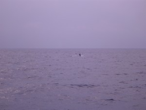 whale2015012103