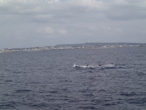 201503116