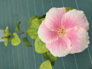 IMG_0983