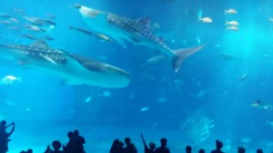 沖縄美ら海水族館