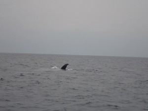 201512273