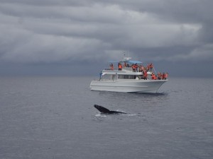 20160106whale03