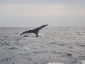 P1270830 (コピー)