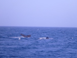 20120323n.jpg