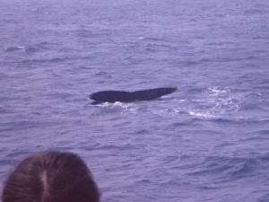 20120406kuzira.jpg