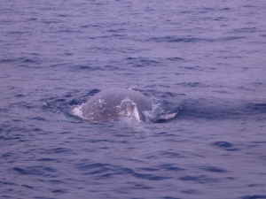 2013012477.jpg