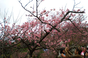 blog-20120204sakura4.jpg