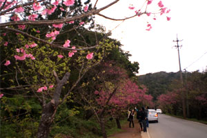 blog-20120204sakura6.jpg