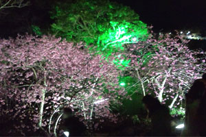 blog-20120204sakura8.jpg