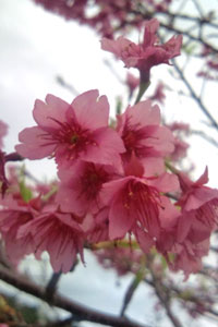 blog-20120204sakura9.jpg