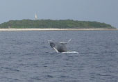 whale012501.jpg