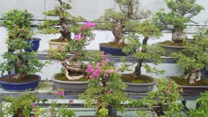 bonsai.jpg