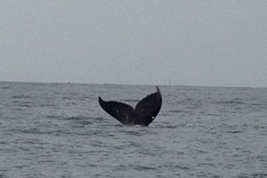 blog-20120319whale2.jpg