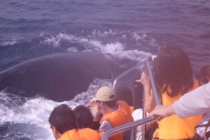 blog-20120319whale3.jpg