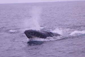 blog-20120319whale4.jpg