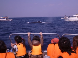 whale111111.jpg
