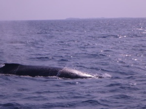 whale222222.jpg