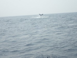 P3222983 (コピー)