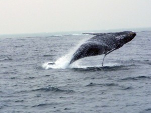 whale 20110210_010