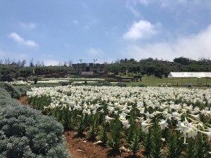 IMG_2531
