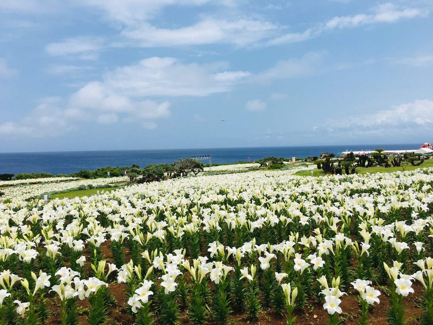 2019年 伊江島ゆり祭り_190506_0046