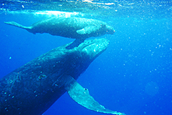 Avistamiento de ballenas