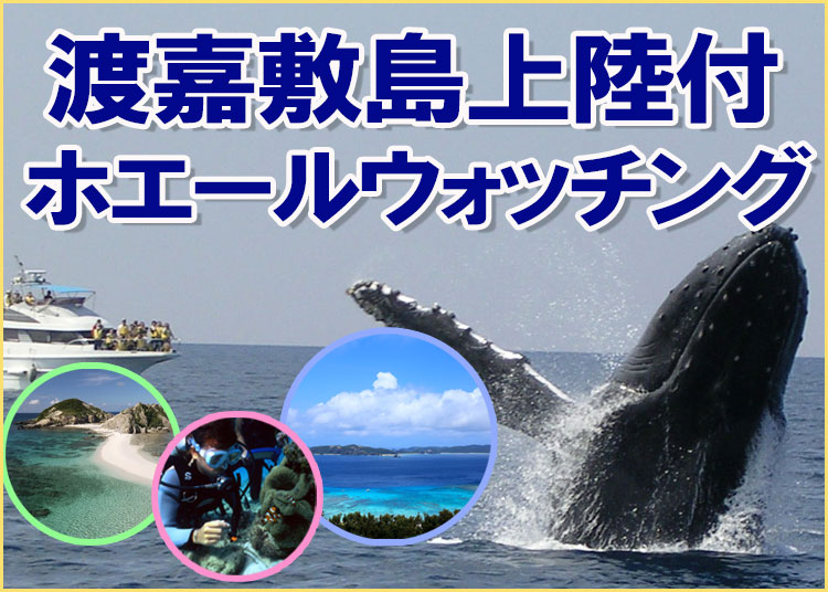 沖縄渡嘉敷島上陸付きホエールウォッチングツアー
