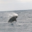 whale_08
