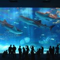 沖縄美ら海水族館