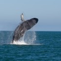 whale show
