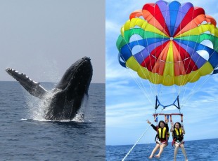 whale&para