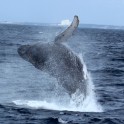 P Whale (31)