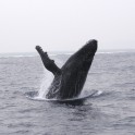 P Whale (34)