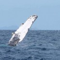 P Whale (49)