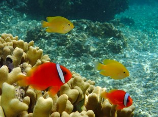 お魚シュノーケル2 小