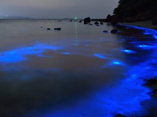 夜光虫