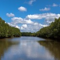 Nature trails In Mangrove forest with blue sky