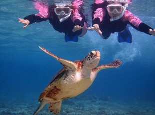 ウミガメシュノーケル