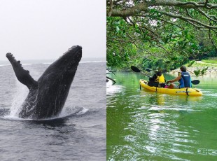 whale-kayak