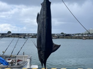 カジキ