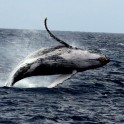 P Whale (61)