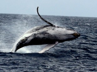 P Whale (61)