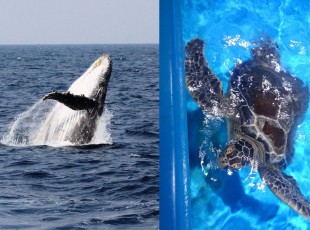umigame-whale