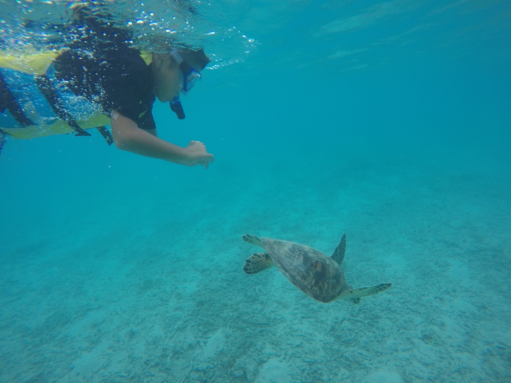 那覇泊港発 高速船orフェリーで行く 慶良間諸島 渡嘉敷島 日帰り 阿波連ビーチ 海水浴 とかしくビーチ 海亀インストラクター付き シュノーケリングツアー 1日で両方のビーチに行ける唯一のツアー 13 500 沖縄のオプショナルツアーセルリアンブルー