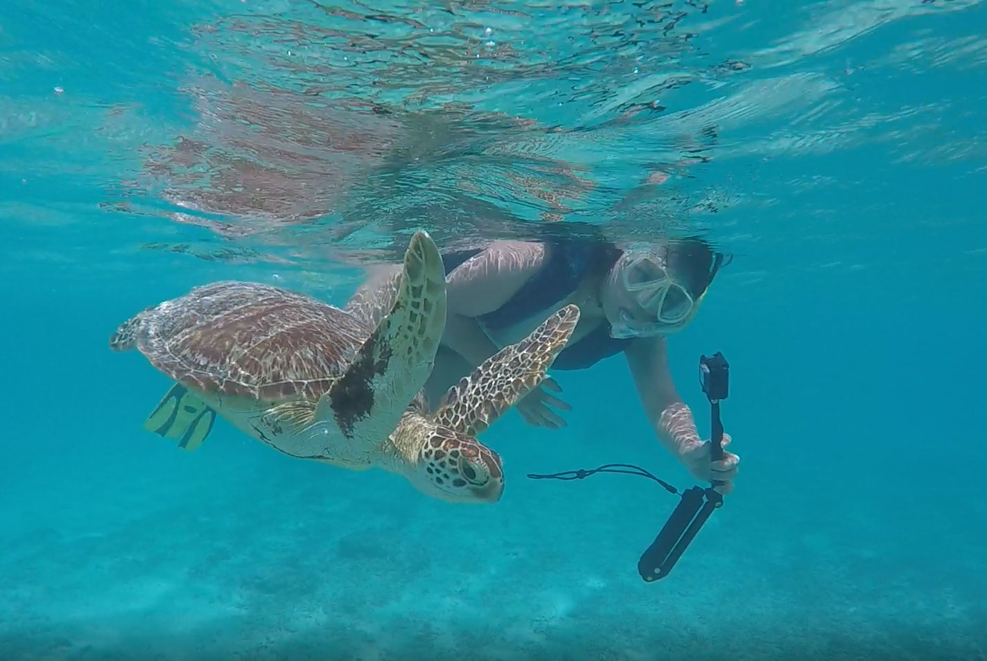 那覇泊港発 高速船orフェリーで行く 慶良間諸島 渡嘉敷島 日帰り 阿波連ビーチ 海水浴 とかしくビーチ 海亀インストラクター付き シュノーケリングツアー 1日で両方のビーチに行ける唯一のツアー 13 500 沖縄のオプショナルツアーセルリアンブルー