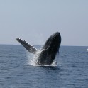 P Whale (41)