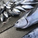 maguro2
