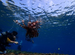 P Diving (5)