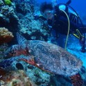 P Diving (6)